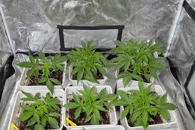 The Fascinating World of the Mexican Red Hair Strain The Fascinating World of the Mexican Red Hair Strain